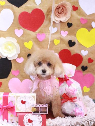 20230221プーちゃん